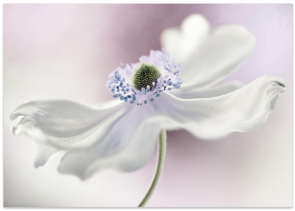 Anemone breeze