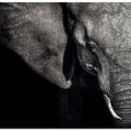 The Matriarch
