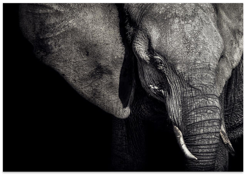 The Matriarch