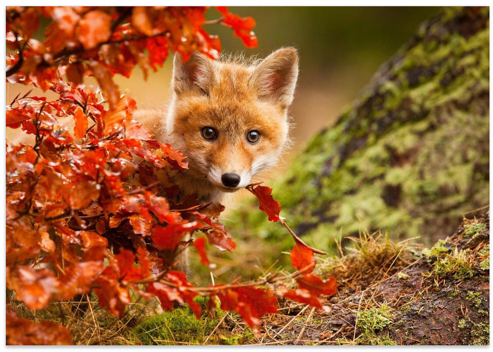 Fox