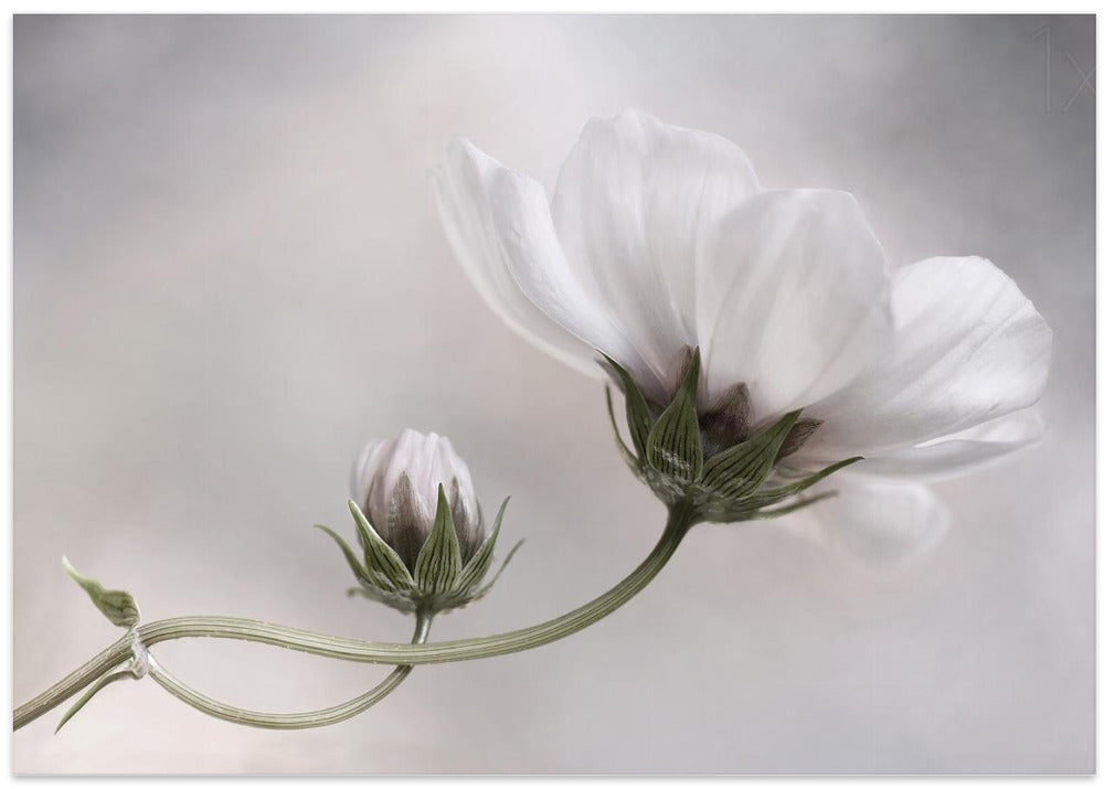 Simply Cosmos