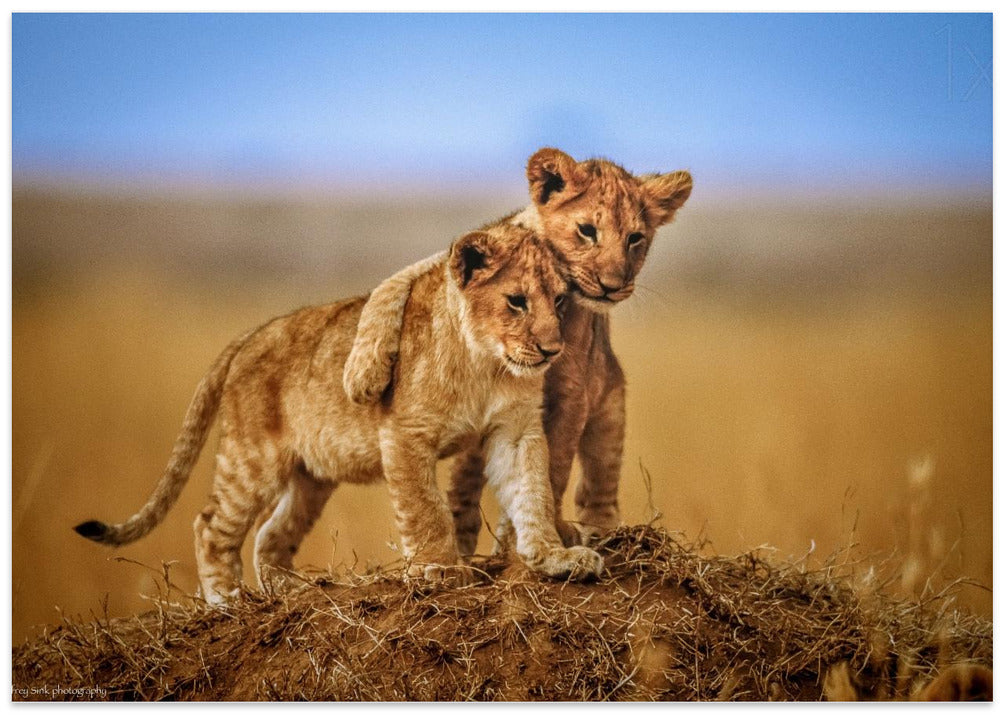 Brothers for Life