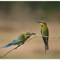 Courting