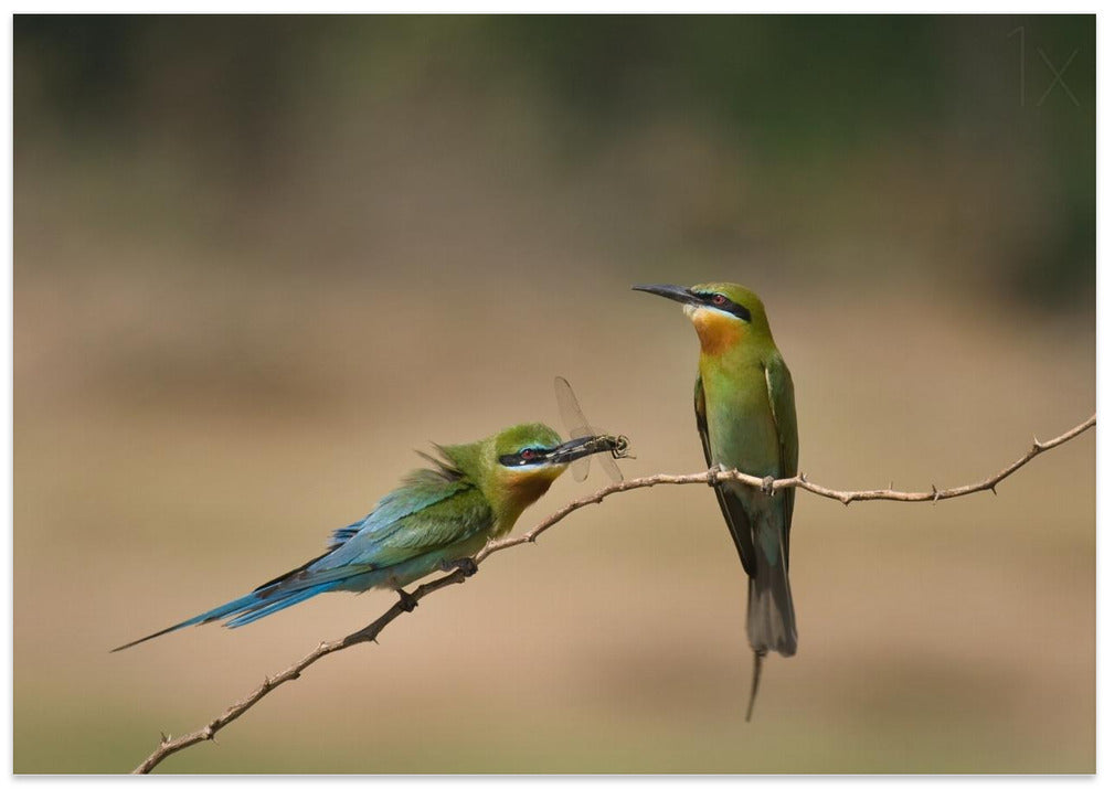 Courting