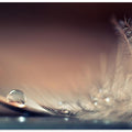 Stories of Drops