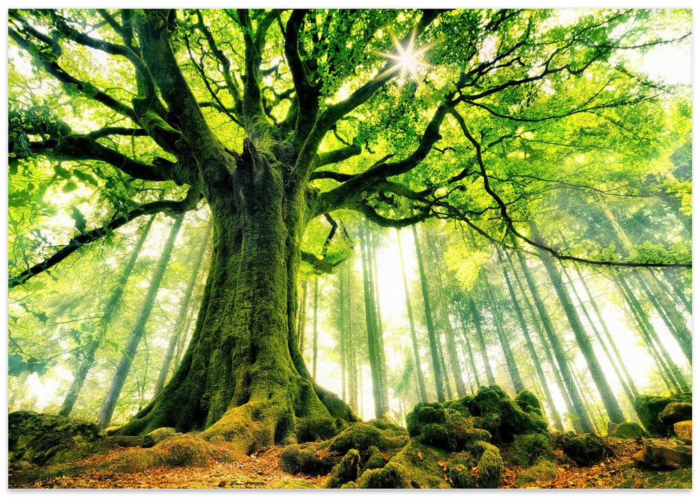 Ponthus' Beech