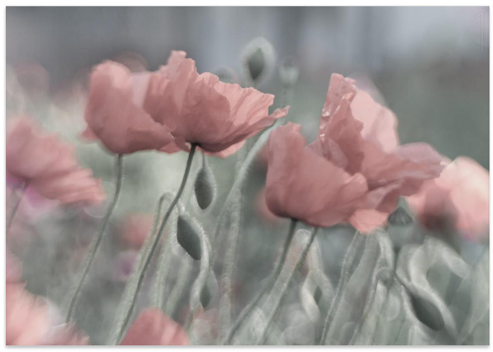 Softly