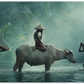 Water Buffalo
