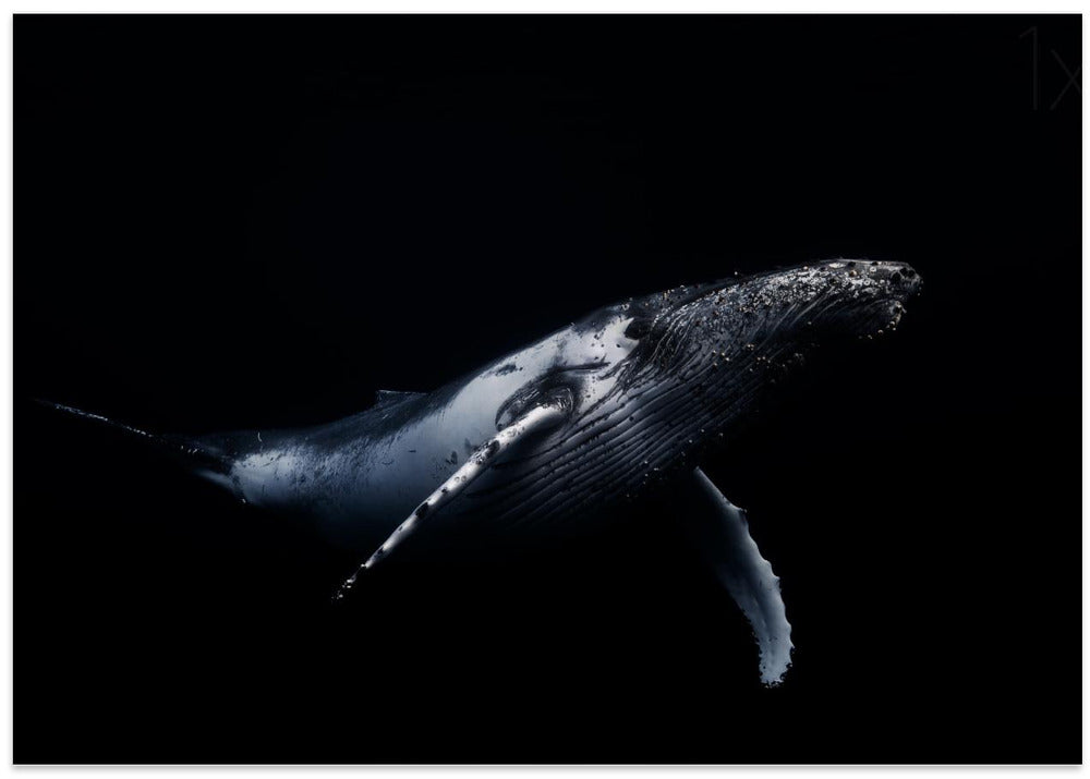 Black & Whale