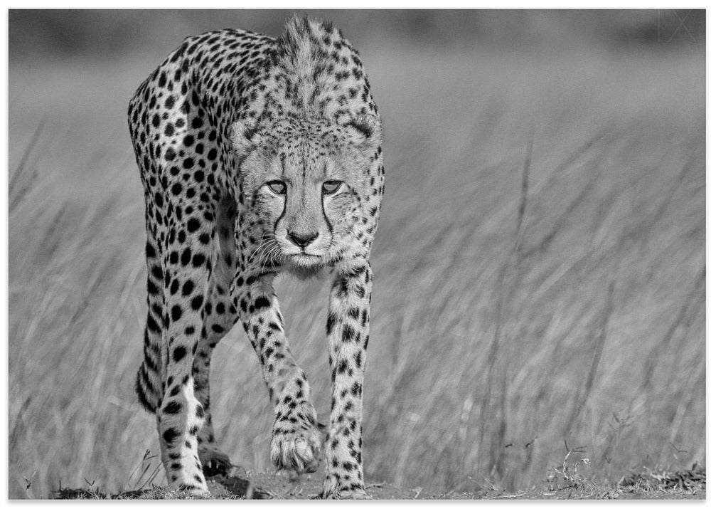 Focused predator