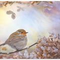 Robin on dreams