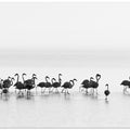 Flamingos
