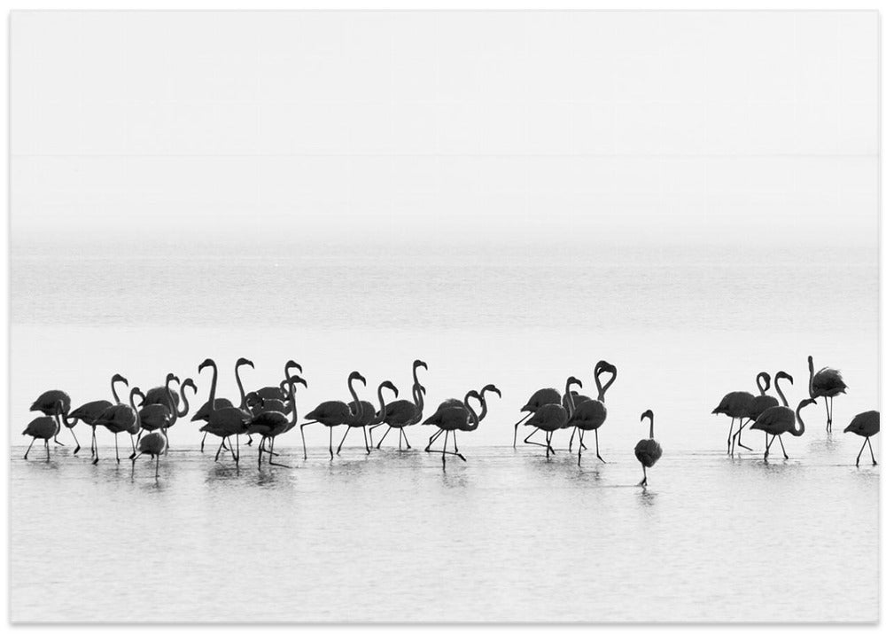 Flamingos