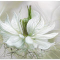 Nigella