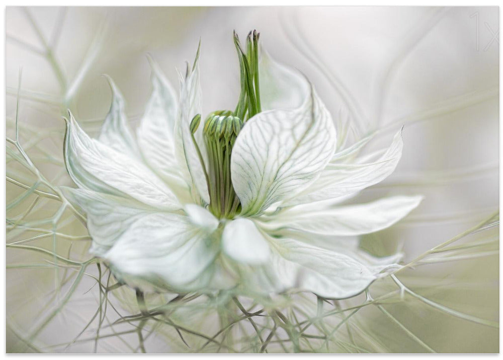 Nigella