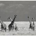 Look Girl Strange Animals