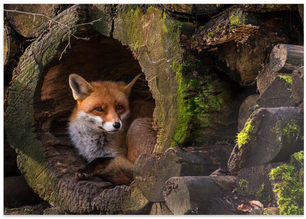 Fox
