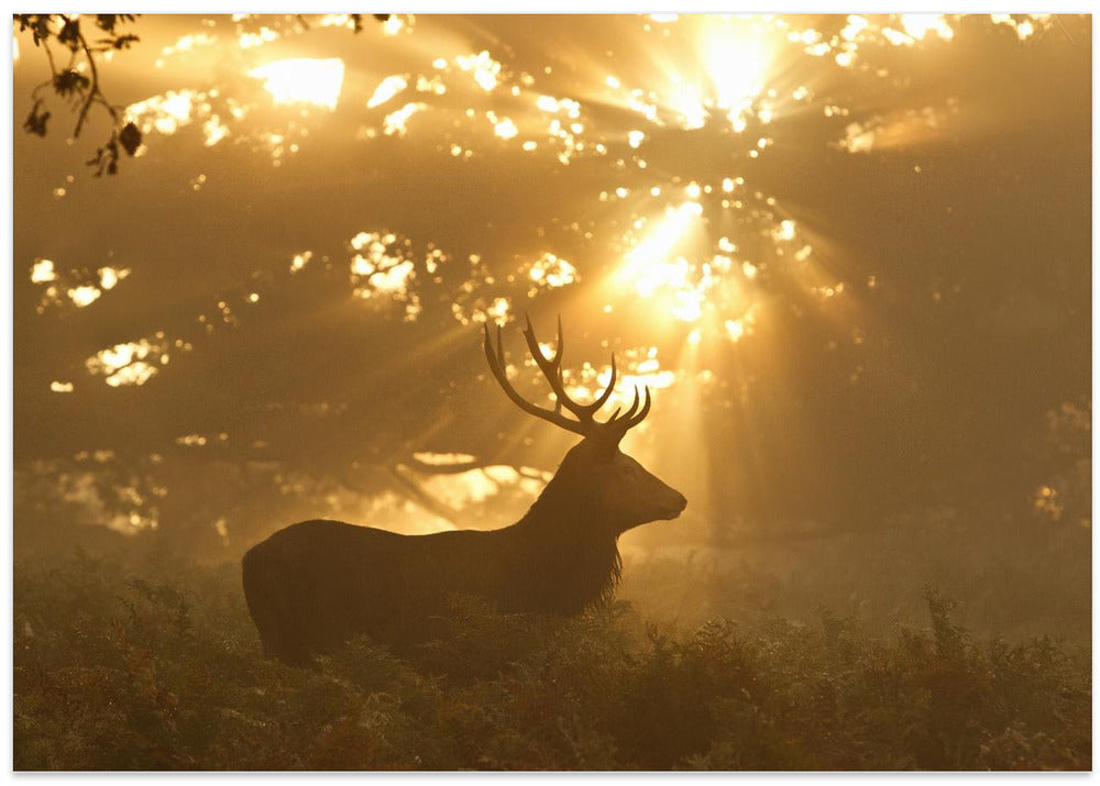 Ghost of the Forest