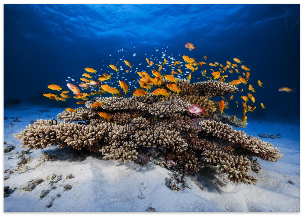 Marine Life