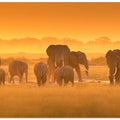 Golden Light
