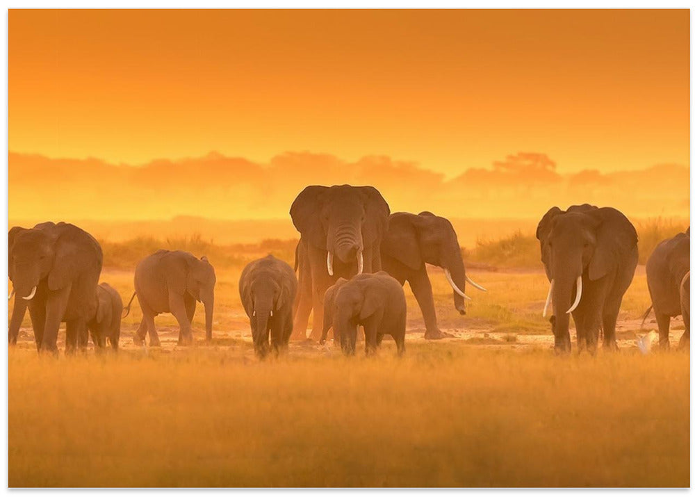 Golden Light