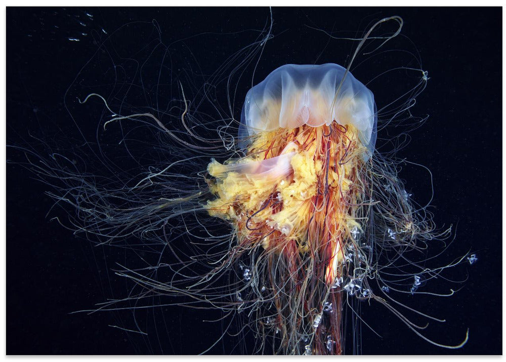 Giant Lion's Mane