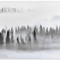 Foggy Forest