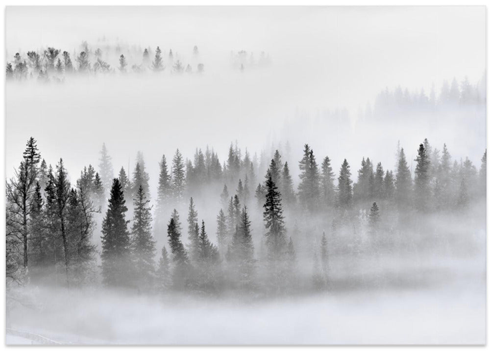 Foggy Forest