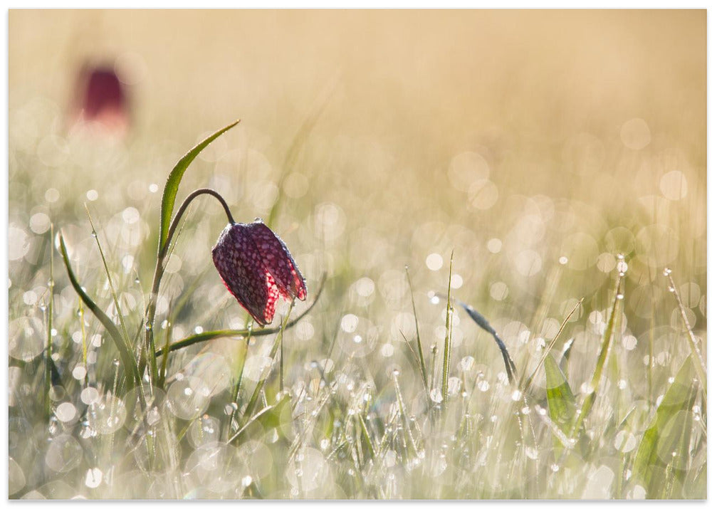 Morningdew
