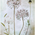 Allium