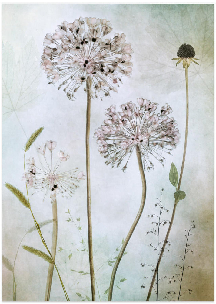 Allium