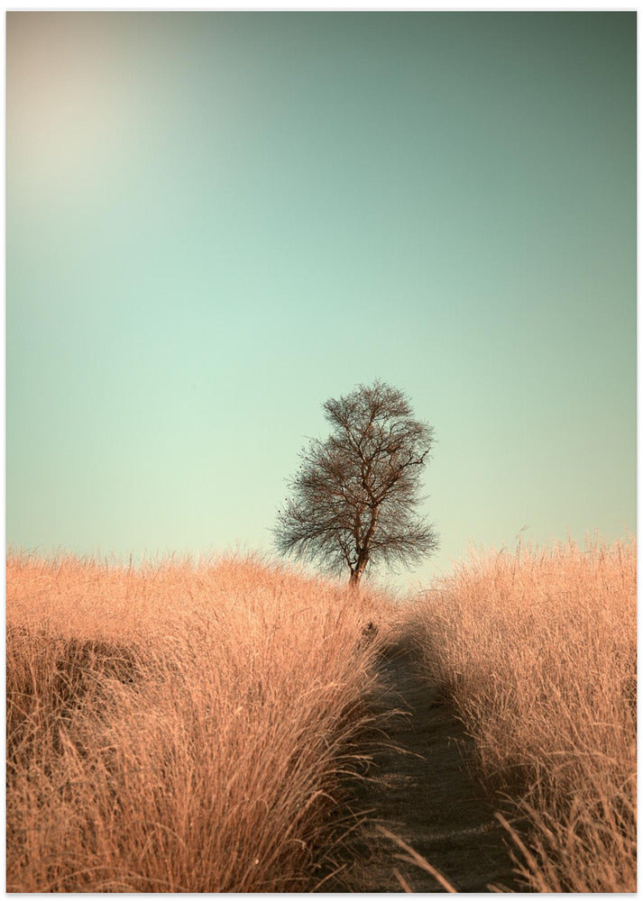 Grass and Path