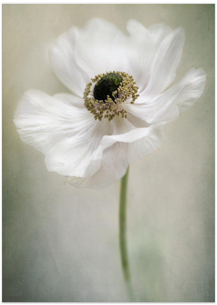Single White