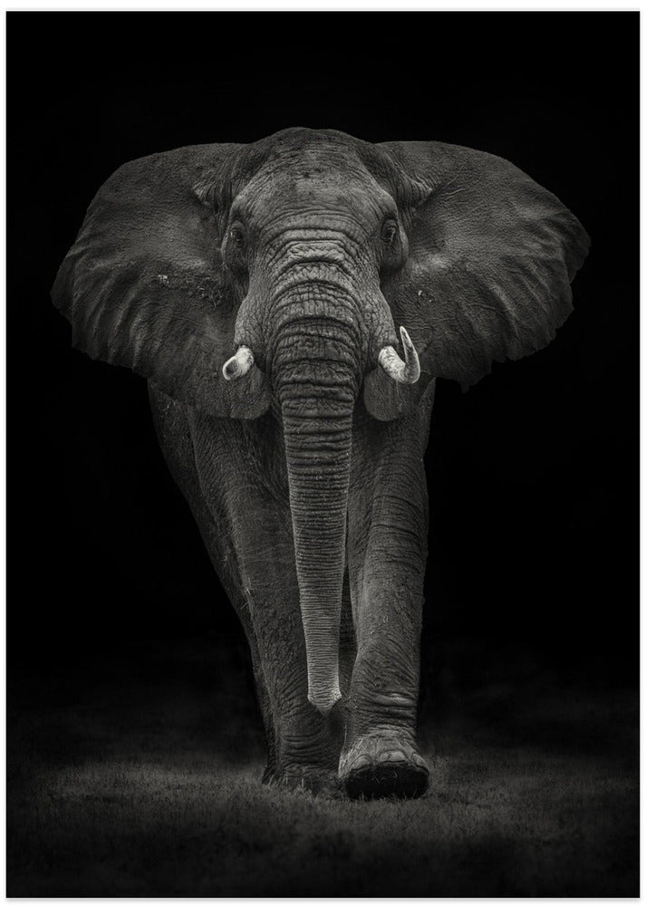 Ngorongoro Bull