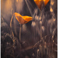 From The Enchanted Secret Garden