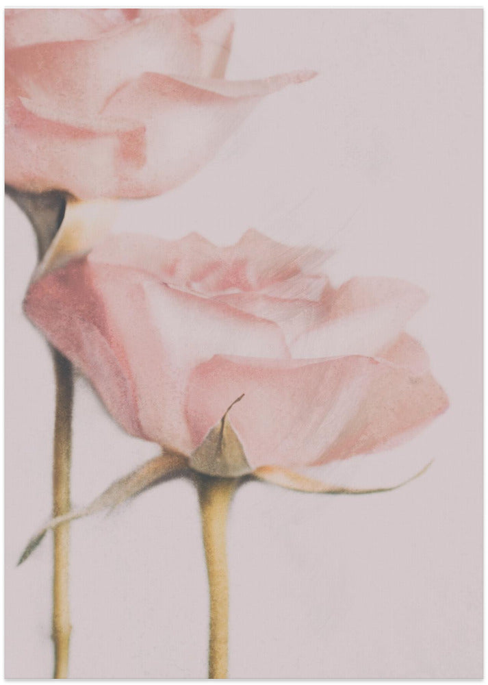 Two Roses