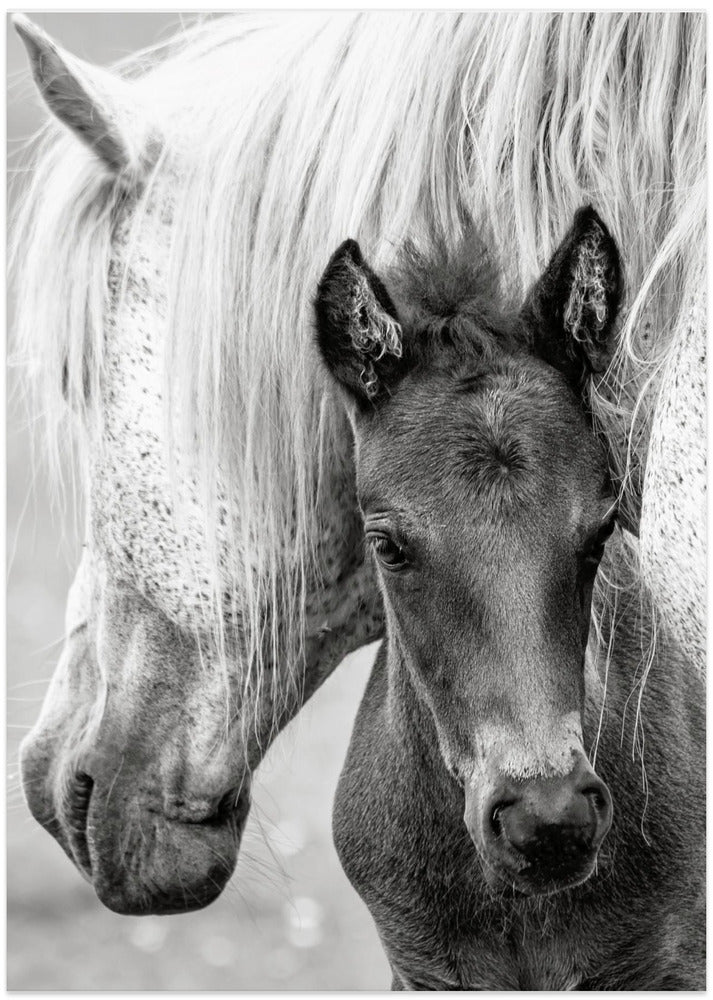 The Foal