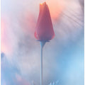 Douceur & Volupté