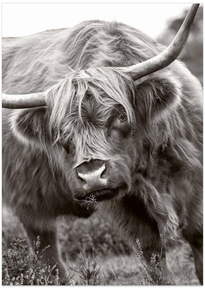 The Bull