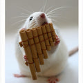 The panflute.