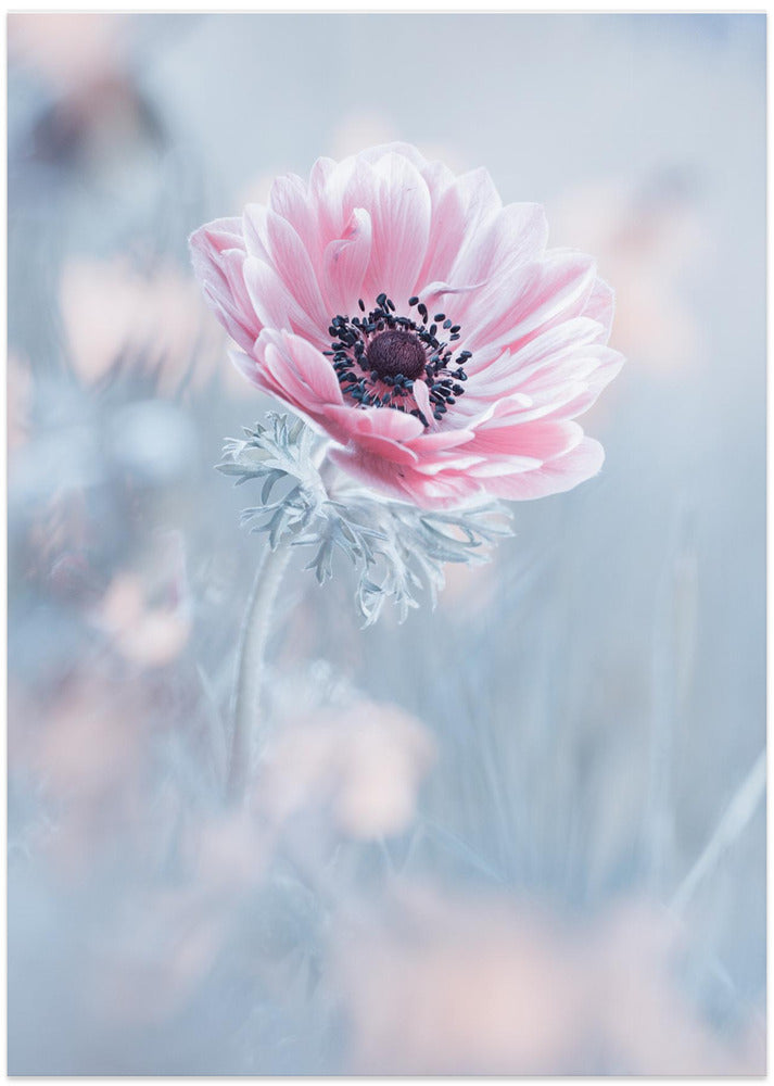 La reine de neiges