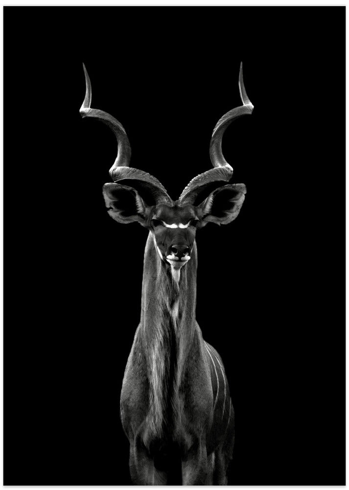 Greater Kudu