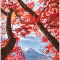 Mt.fuji is in the autumn leaves