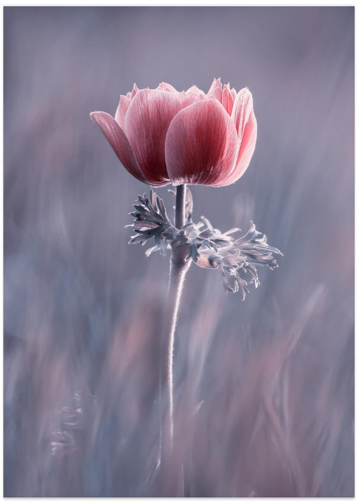 Pink ! So What ?
