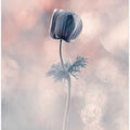 Soliste