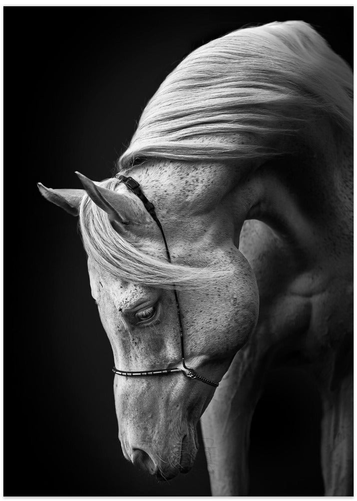 white stallion