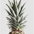 Pineapple Natural