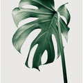 Monstera Natural 44