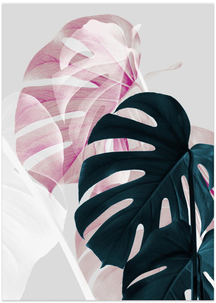Monstera Creative 08