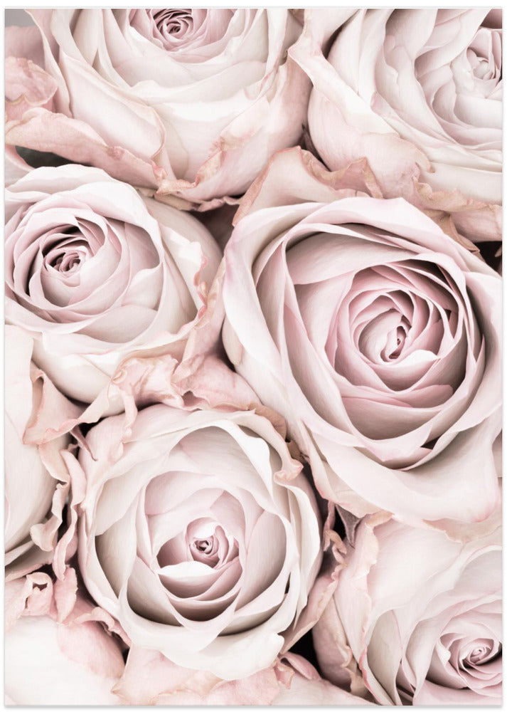 Pink Roses No 01